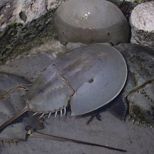Atlantic Horseshoe Crabs