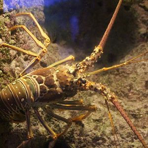 Caribbean Spiny Lobster
