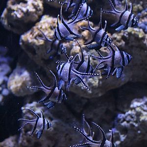 Banggai Cardinalfish