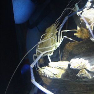 Giant Freshwater Prawn