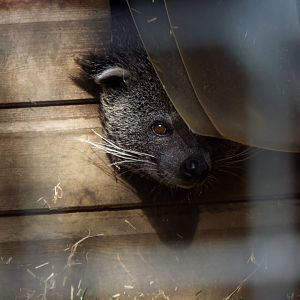 Javan binturong - Hamerton