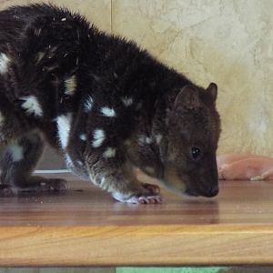 Tiger quoll - Hamerton