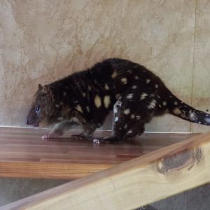 Tiger quoll - Hamerton