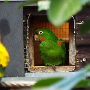 Cuban conure - Hamerton