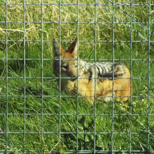 Black-backed jackal