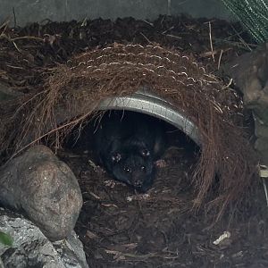 New Guinea ground cuscus - Hamerton