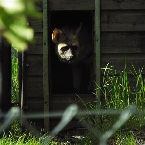 Eastern aardwolf - Hamerton