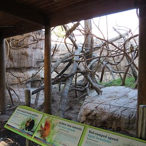 Pantanal - Mixed Primate Exhibit - Viewing Area