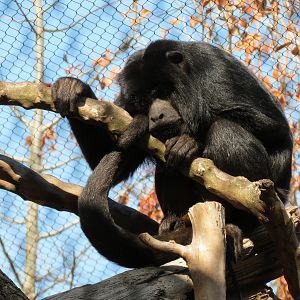Pantanal - Mixed Primate Exhibit - Black-and-gold Howler Monkey