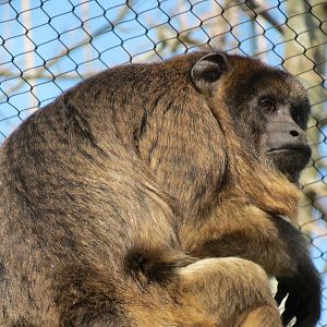 Pantanal - Mixed Primate Exhibit - Black-and-gold Howler Monkey