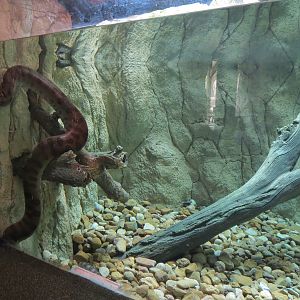 Pantanal - Green Anaconda Exhibit