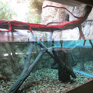 Pantanal - Green Anaconda Exhibit