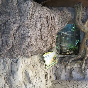 Pantanal - Poison Dart Frog Exhibit