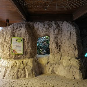 Pantanal - Emerald Tree Boa and Smoky Jungle Frog Exhibit