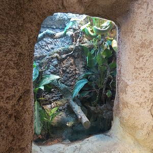 Pantanal - Emerald Tree Boa and Smoky Jungle Frog Exhibit