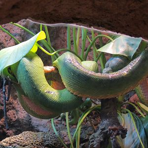 Pantanal - Emerald Tree Boa and Smoky Jungle Frog Exhibit