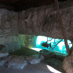 Pantanal - Fish Exhibit Adjoining Giant River Otter Exhibit