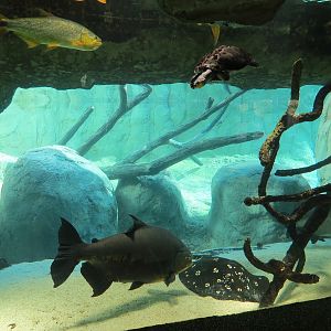 Pantanal - Fish Exhibit Adjoining Giant River Otter Exhibit