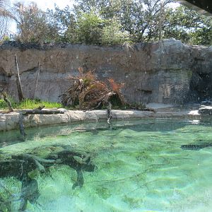 Pantanal - Giant River Otter Exhibit