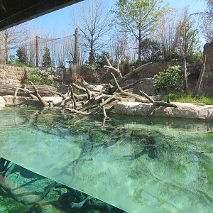 Pantanal - Giant River Otter Exhibit