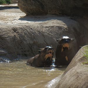 Pantanal - Giant River Otter Exhibit