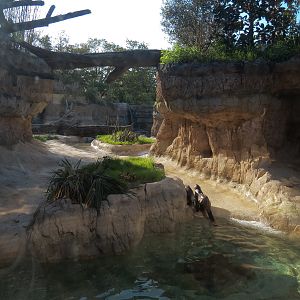 Pantanal - Giant River Otter Exhibit
