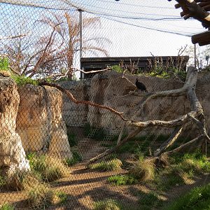 Pantanal - Blue-throated Macaw and Blue-billed Curassow Exhibit