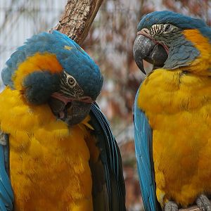Pantanal - Blue-throated Macaw and Blue-billed Curassow Exhibit