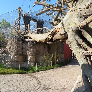 Pantanal - Jaguar Exhibit - Transfer Bridge Over Visitor Path
