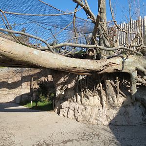 Pantanal - Jaguar Exhibit - Transfer Bridge Over Visitor Path