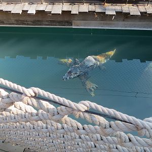 Pantanal - Caiman Sculpture Next To Floating Bridge