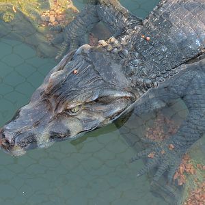 Pantanal - Caiman Sculpture