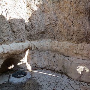 Pantanal - Caiman Lizard Sculpture
