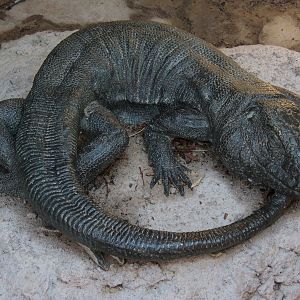 Pantanal - Caiman Lizard Sculpture