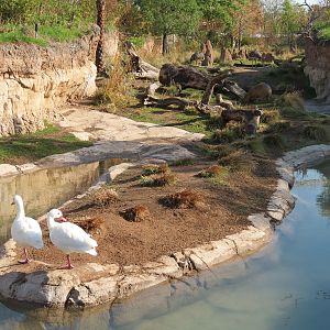 Pantanal - Mixed Species Exhibit - Coscoroba Swan