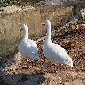 Pantanal - Mixed Species Exhibit - Coscoroba Swan