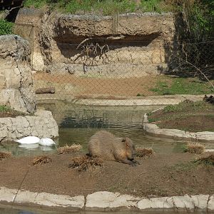 Pantanal - Mixed Species Exhibit - Capybara