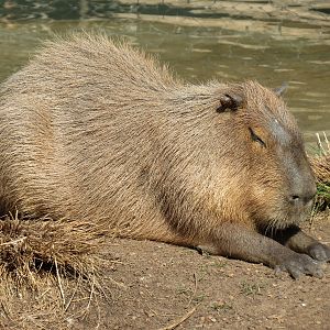 Pantanal - Mixed Species Exhibit - Capybara