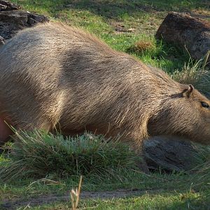 Pantanal - Mixed Species Exhibit - Capybara