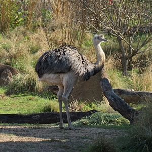 Pantanal - Mixed Species Exhibit - Greater Rhea