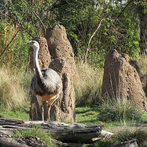 Pantanal - Mixed Species Exhibit - Greater Rhea