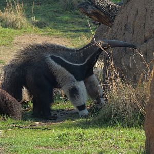 Pantanal - Mixed Species Exhibit - Giant Anteater