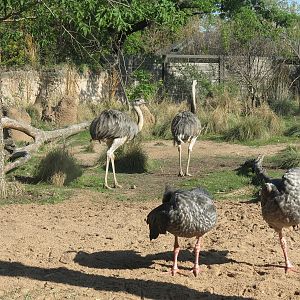 Pantanal - Mixed Species Exhibit - Greater Rhea and Southern Crested Screamer