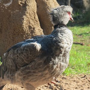 Pantanal - Mixed Species Exhibit - Southern Crested Screamer