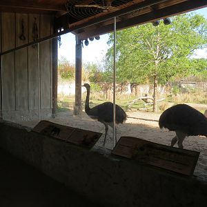 Pantanal - Mixed Species Exhibit - Viewing Shelter - Greater Rhea