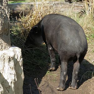 Pantanal - Mixed Species Exhibit - Baird's Tapir