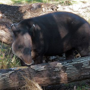 Pantanal - Mixed Species Exhibit - Baird's Tapir