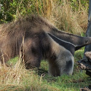 Pantanal - Mixed Species Exhibit - Giant Anteater