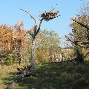 Pantanal - Mixed Species Exhibit - Simulated Jabiru Stork Nest
