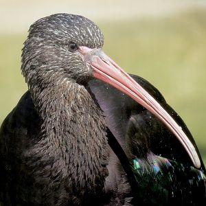 Pantanal - Refurbished Aviary - Puna Ibis